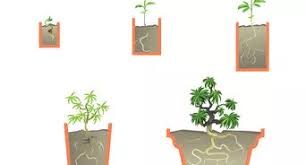 When properly cared for, ficus trees shouldn't have any problems. How To Repot Bonsai Trees 6 Steps With Pictures Wikihow