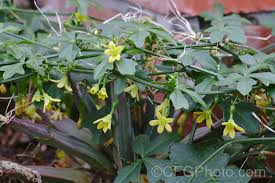 Image result for Kedrostis nana