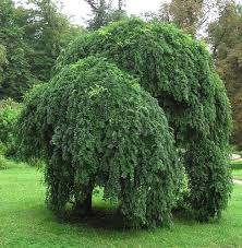 Image result for Styphnolobium japonicum