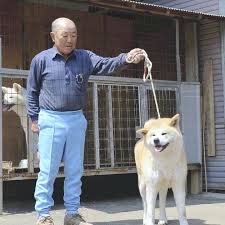 In 2019, berdymukhamedov also handed an alabai puppy to then russian prime. Akita Dogs Popular Worldwide Chicago Tribune