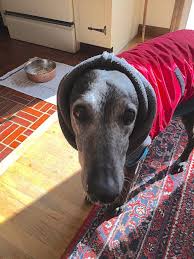 Suite h abingdon, md 21009 united states phone: Emergency Pet Fund Why You Should Save For Unexpected Expenses