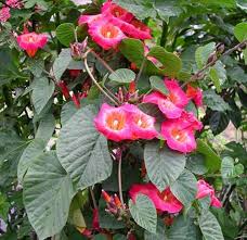 Image result for Stictocardia