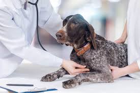 She is also called a german shorthaired labrador retriever, and she has talents in tricks, weight pulling, guarding and as a watchdog. Pointer Labrador Mixes A Complete Guide With Pictures Embora Pets