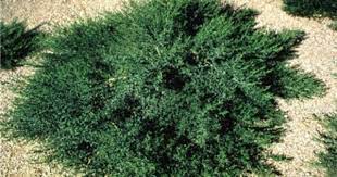 Pin On Gardening