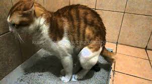 We did not find results for: Arti Dan Makna Mimpi Kucing Berak Atau Bab Di Rumah Menurut Primbon Jawa Dan Tafsir Islam Lengkap