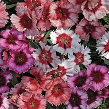 Image result for Dianthus