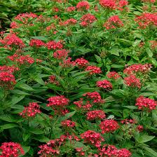 Image result for Pentas herbacea