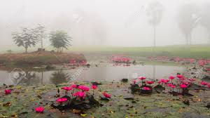 Where can i buy lotus flowers near me. The Fog Of The Nature Surrounding With The Trees Lake And Lotus Flowers The Moment Is Kind Of Dark Cold And Scary But It Is Still Beautiful Stock Photo Picture And Royalty