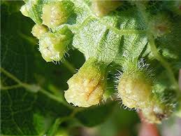 Image result for Bystiscus betulae grapevine