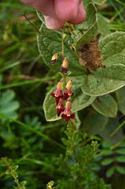 Image result for Tinnea