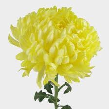 Green mums flowers for sale. Football Mum Yellow Flower Wholesale Blooms By The Box