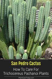 San Pedro Cactus Care Tips On Growing The Trichocereus Pachanoi San Pedro Cacti Cactus Care San Pedro