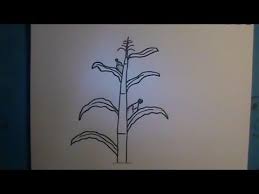 Maybe you would like to learn more about one of these? How To Draw A Cornstalk Youtube