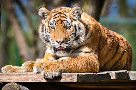 Zajistili jste provoz zoo na celých 76 dní. Zoo A Zamek Zlin Lesna Home Facebook