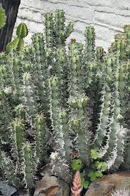 Image result for Euphorbia unicornis