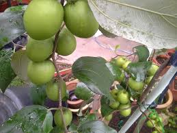 Tempat tumbuh daun bidara arab sampai cara memperbanyaknya agar pohon bidara bisa dibudidaya dengan cara menanam dari biji atau menanam tunas akarnya. Mini Kebun Belakang Rumah Pokok Bidara A Ka Apple Vietnam