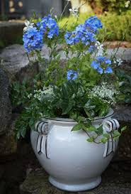 Image result for Plumbago