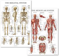 Anatomy at earth's lab is a free virtual human anatomy portal with detailed models of all human body based upon the position of it's major joints and component bones, the upper limb is split into. Amazon Com Palace Learning Muscular Skeletal System Anatomical Poster Set Laminated 2 Chart Set Human Skeleton Muscle Anatomy Double Sided 18 X 27 Home Kitchen