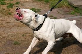 Image result for images for a pit bull