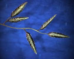 Image result for Eragrostis paniciformis