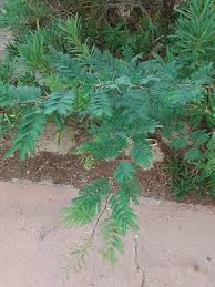 Image result for Albizia brevifolia