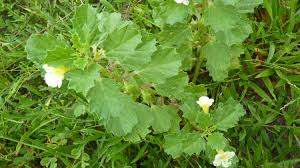 Image result for Pedalium murex