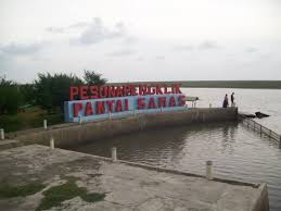 Harga bibit bunga matahari terkini. Kebun Bunga Matahari Samas Bantul Ulasan Pantai Samas Bantul Indonesia Tripadvisor