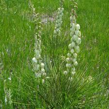 Yucca is a genus of perennial shrubs and trees in the family asparagaceae, subfamily agavoideae. Did You Know All This About Yuccas Lifestyle Nptelegraph Com