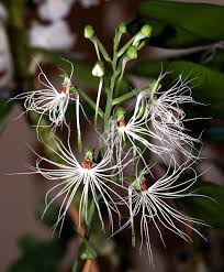 Image result for Habenaria cirrhata