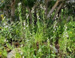 Image result for Misopates