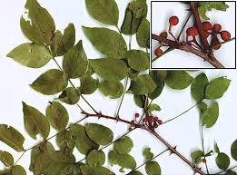 Image result for Zanthoxylum
