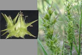 Image result for Cenchrus incertus