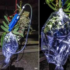 Image result for Tridactyle stevartiana