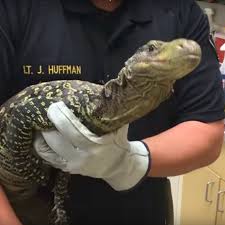 You can buy live snakes, lizards, frogs, toads, salamanders, newts, turtles, tortoises, alligators, scorpions, tarantulas, and feeders, all at unbeatable prices. California Man Finds Four Foot Lizard In Backyard And It S A Mystery How It Got There