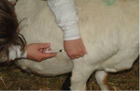 Vaccinating Goats Against Enterotoxemia And Tetanus Is It Necessary Nc State Extension Publications