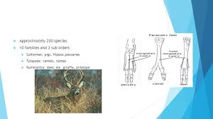 Insanity workout work out evaluation some tips i didn't including. Order Arteriodactyla Even Toed Ungulates What Is An Ungulate Hoofed Mammals 4 Lbs 7000lbs Prefer Places Where They Can Graze Grasslands Or Ppt Download