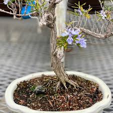Image result for rosemary bonsai