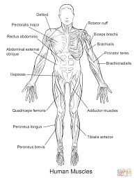Muscle diagrams are a great way to get an overview of all of the muscles within a body region. Muscle Anatomy Coloring Pages Free 113 Coloring Me Responsible