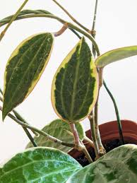 Image result for Mostuea microphylla