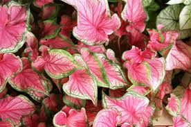 Caladiums are commonly grown in containers or outdoors as bedding plants and mass plantings in shady spots. The Caladiums Colorful Heart Shaped Foliage Plants Homegardeningph