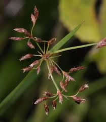 Image result for Fimbristylis complanata