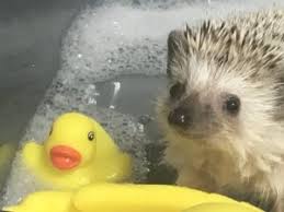 Adorable baby animals taking baths funny cute. Should You Give Hedgehogs A Bath Hedgehognation