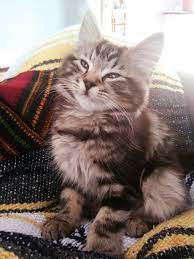 Half Maine Coon Half Tabby My Little Louise 9gag