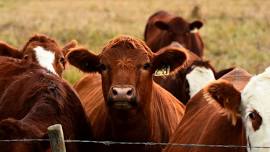 Feeder & Beef Replacement Sale