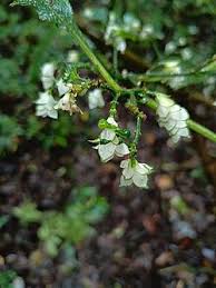 Image result for Strobilanthes anisophylla