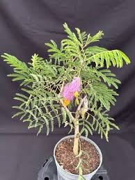 Image result for Dichrostachys