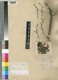 Image result for Hildegardia