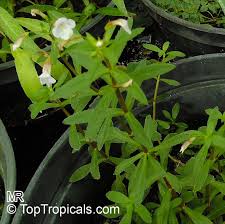 Image result for Limnophila