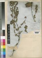 Image result for Barleria macrostegia