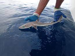 Marine Biologists Discover New Shark Species Genie S Dogfish Biology Sci News Com